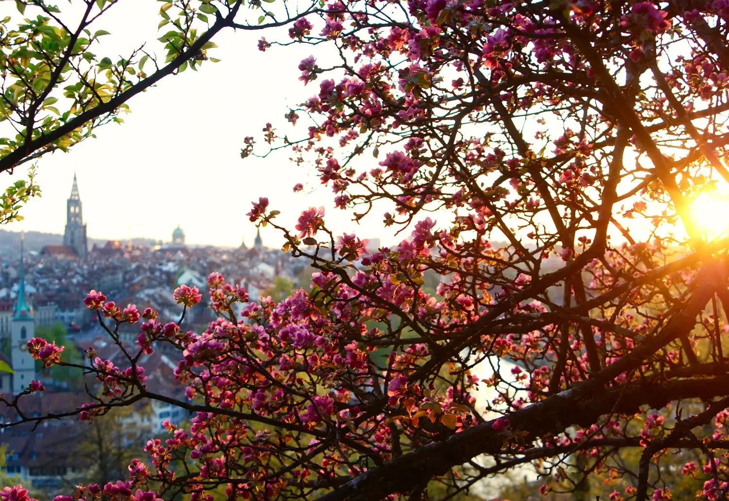Photo of the view from Rosengarten in Berne